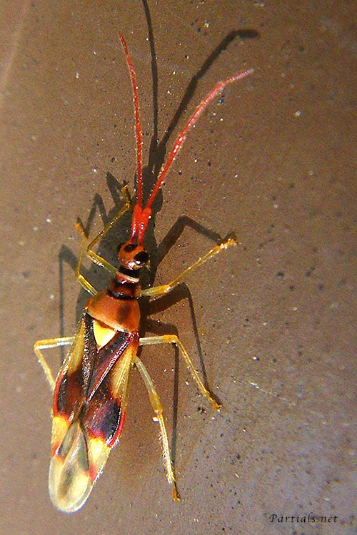 クスベニヒラタカスミカメ